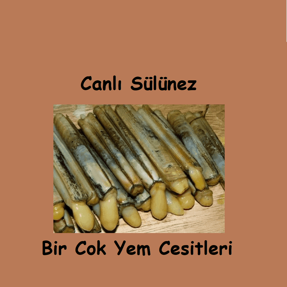 Canlı Sülünez Nasıl Gönderilir? Kargo ve Tazelik Süreci Canlı Sülünez Nasıl Gönderilir? Kargo ve Tazelik Süreci